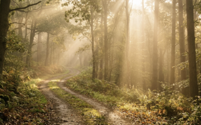 The Resilient Spring